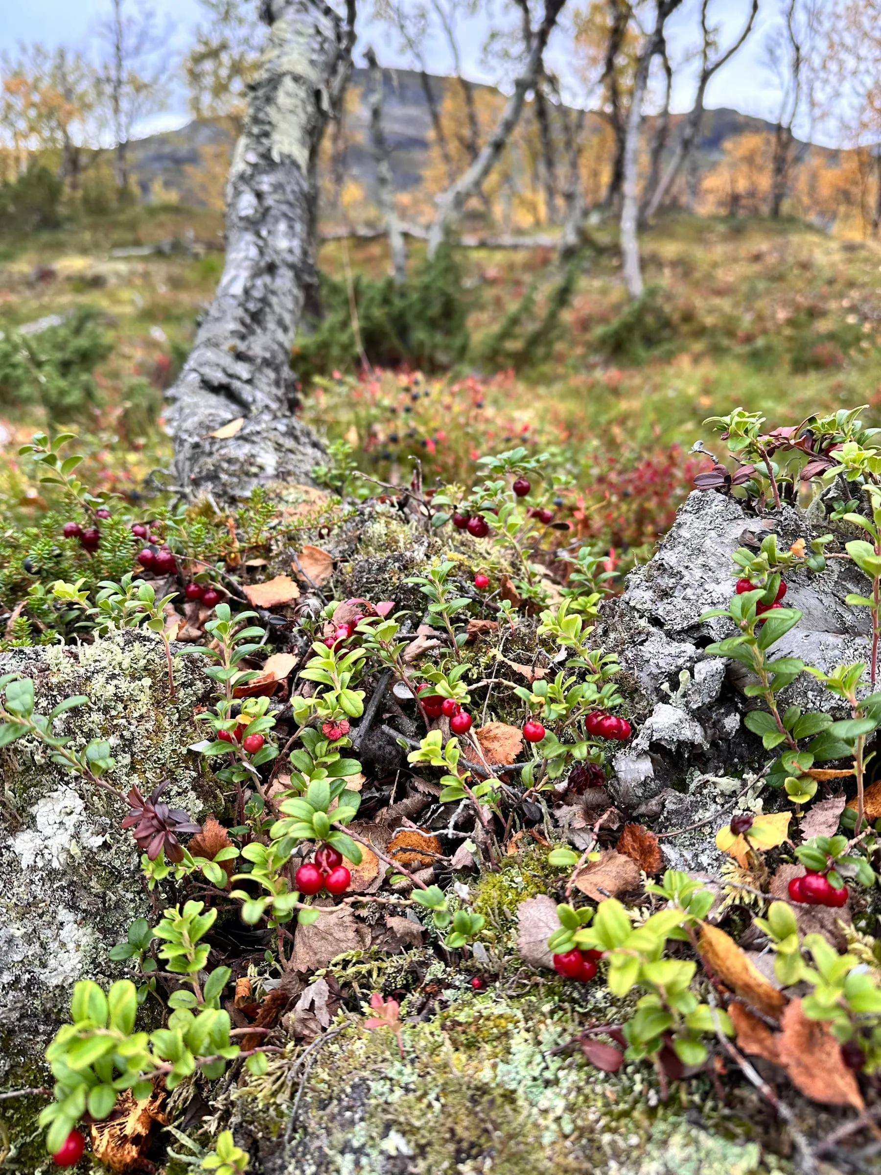 Kypsiä puolukoita lähikuvassa syksyisessä metsässä